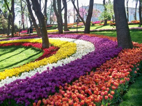 Du xuân ngắm hoa Tulip tại Thổ Nhĩ Kỳ