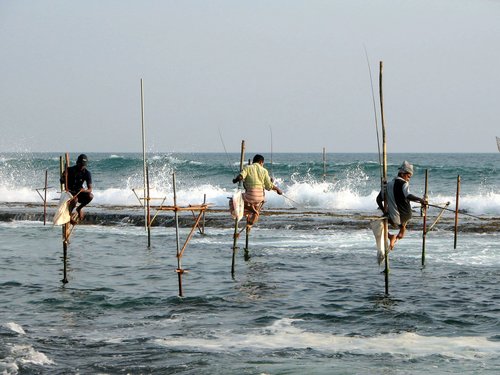 Câu cá trên cọc của ngư dân Sri Lanka