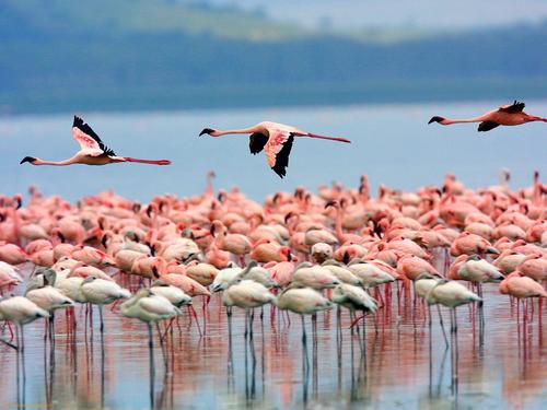 Mùa chim hồng hạc di cư ở Kenya