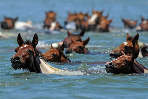 Cuộc thi bơi của những chú ngựa nước Mỹ