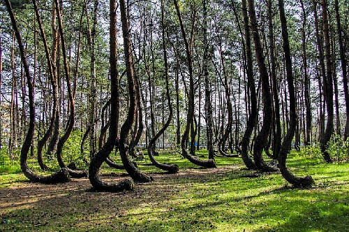 Khu rừng bí ẩn ở Ba Lan
