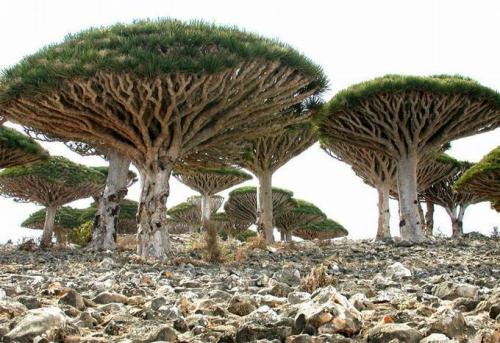 Miền đất ‘ngoài hành tinh’ trên đảo Socotra