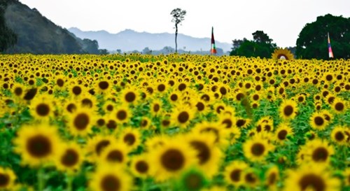 Đến Thái Lan ngắm hoa hướng dương rạng rỡ ở Lopburi