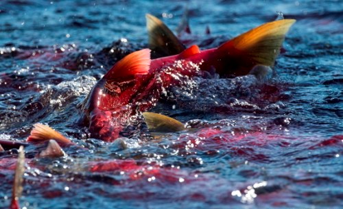 Cuộc di cư ngoạn mục của cá hồi đỏ ở Canada
