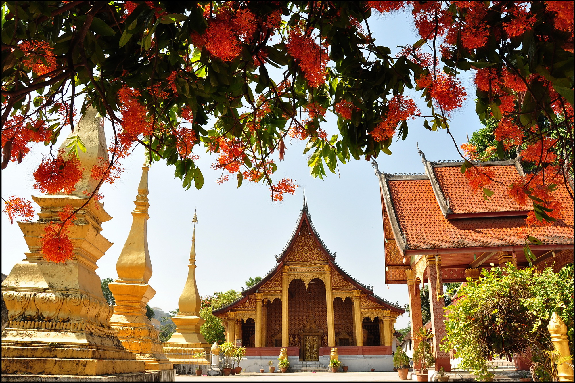 Luang Prabang, mùa hoa Ashoka nở