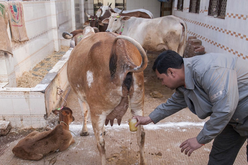 Tập quán uống nước tiểu ‘bò trinh nữ’ ở Ấn Độ