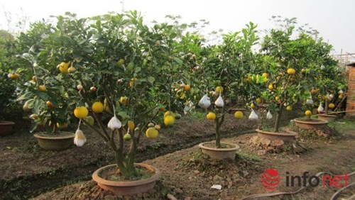 Độc đáo vườn cây 9 loại quả bạc tỷ của lão nông Hà Nội