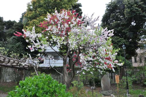7 lễ hội hoa mận tại Nhật Bản