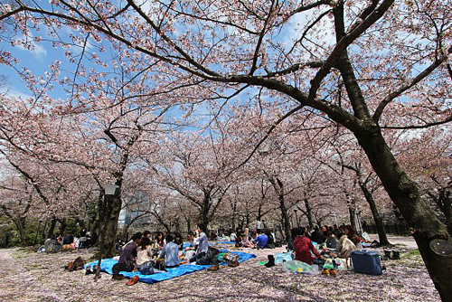 Ngắm hoa anh đào mùa Sakura