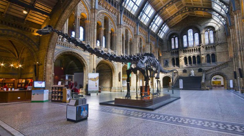 Xương khủng long ‘thất thế’ tại bảo tàng Anh