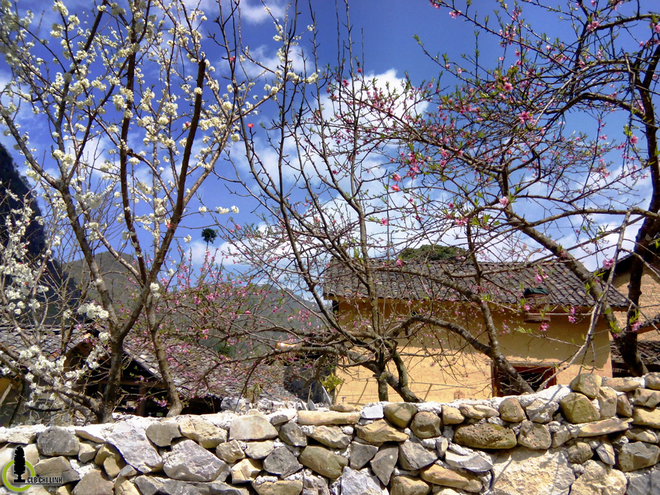 Hoa đào, hoa mận nở bung trên cao nguyên đá Hà Giang