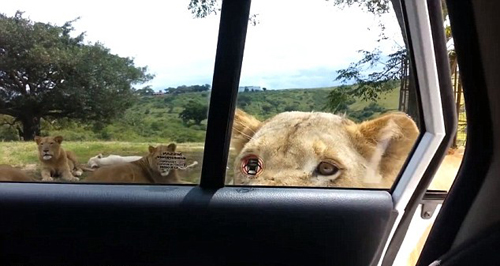 Sư tử dùng răng mở cửa ôtô của du khách