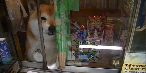 Chú chó biết bán hàng ở Tokyo