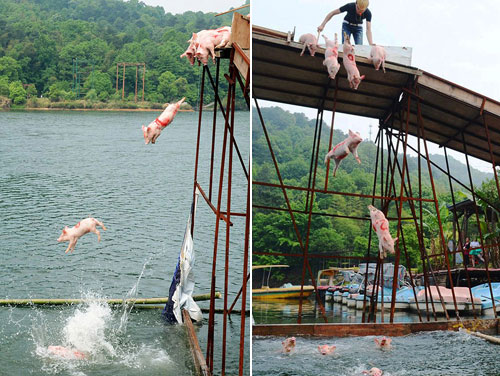 Trung Quốc tổ chức thi bơi lợn