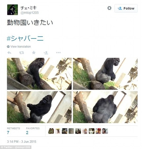 Chú khỉ “đẹp trai” thu hút du khách nữ đến thăm sở thú Nhật