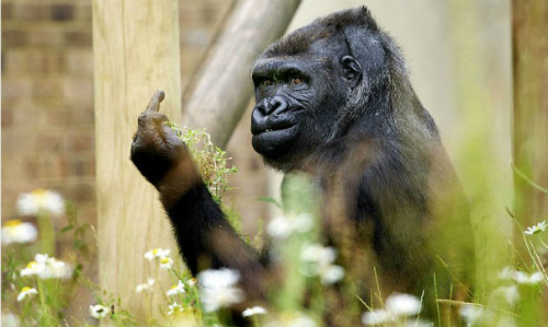 Bị chụp ảnh, khỉ đột giơ ‘ngón tay thối’ vào du khách