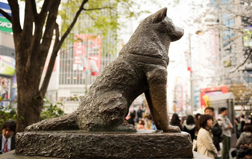 Chó Hachiko - biểu tượng về lòng trung thành của Nhật Bản