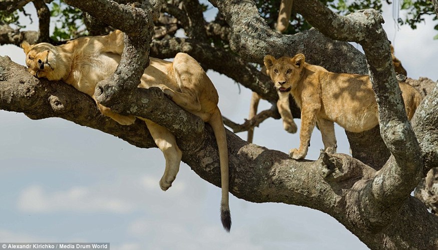 Vườn quốc gia Serengeti: Nắng nóng khiến sư tử phải ngủ trên cây