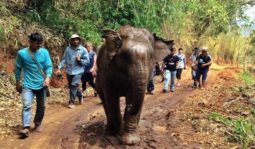Cuộc gặp cảm động của voi con bị bắt làm du lịch và mẹ