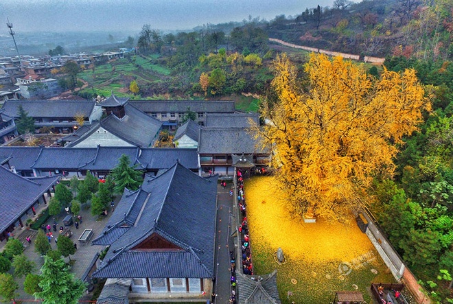 Cây ‘vàng’ 1.400 năm tuổi ở Trung Quốc