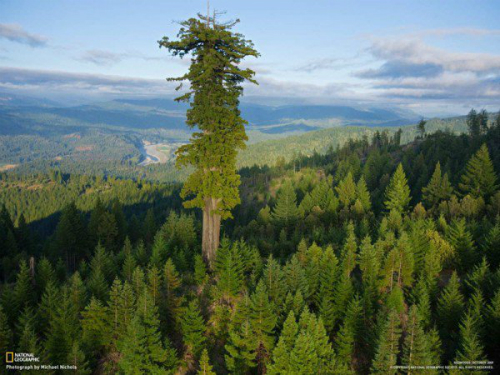 Hyperion - cây cổ thụ cao nhất thế giới