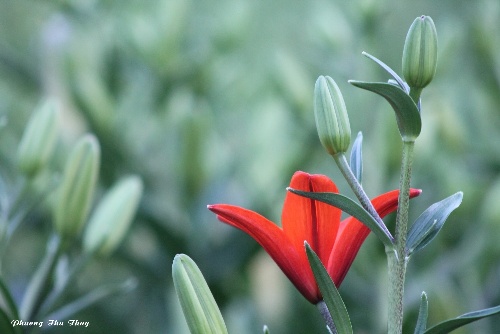 Làng hoa Thái Phiên - lạc giữa rừng hoa Tết