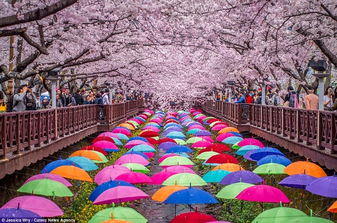 Mùa hoa anh đào ở Nhật Bản và Hàn Quốc