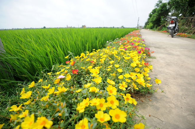 Con đường hoa mười giờ rực rỡ dài 3 km ở Nam Định