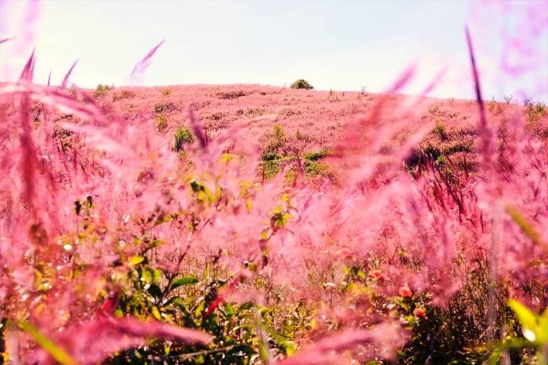 Mê đắm sắc hồng cỏ đuôi chồn ở Đà Lạt