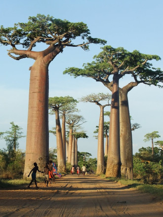 Những cây bao báp khổng lồ của mảnh đất Phi Châu