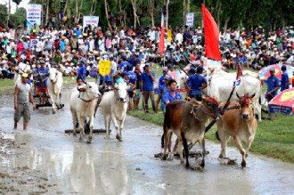 30.000 du khách về An Giang xem lễ hội đua bò