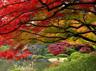 Tokyo lộng lẫy mùa lá vàng