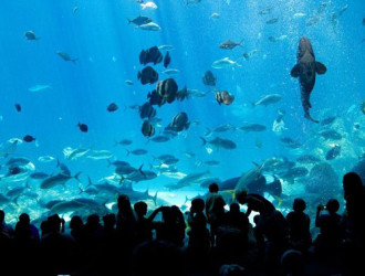 Bể cá Georgia lớn nhất thế giới