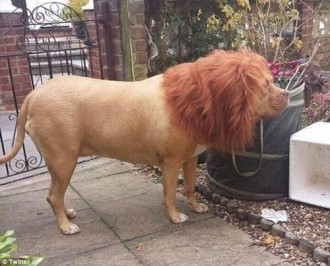 Giật mình chú chó trông giống hệt sư tử