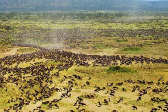 Kenya hoang dã - Kỳ 3: Cuộc chiến sinh tồn trên thảo nguyên