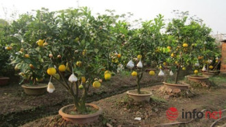 Độc đáo vườn cây 9 loại quả bạc tỷ của lão nông Hà Nội