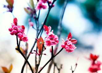 Hoa đào chuông, loài hoa ngân giai điệu mùa xuân
