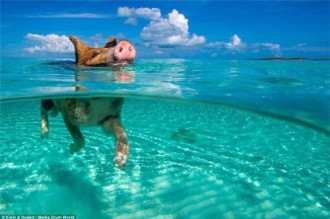 Thú vị hòn đảo khách du lịch thích đến để được… tắm với lợn