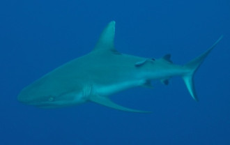 Cá mập cắn chết du khách ở biển Đỏ