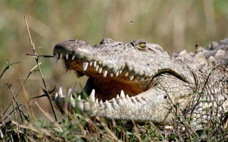 Du khách kinh hãi chứng kiến cá sấu ăn thịt người