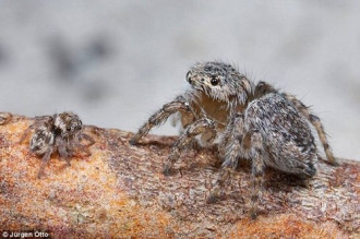 Phát hiện hai loài nhện mới biết “nhảy hay, mặc đẹp”