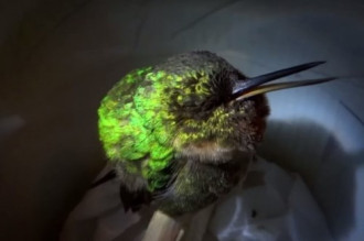 Video: Xem chim ruồi “ngáy khò khò” như con người