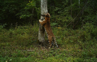 Dịch vụ ngủ cùng hổ ở Nga