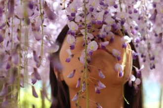 Ngất ngây vẻ đẹp huyền ảo của hoa tử đằng tại Nhật Bản vào tháng 5