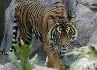 Con hổ cắn chết nhân viên vườn thú thoát án tử