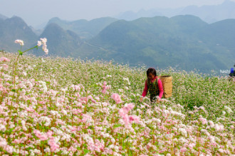 Hà Giang tổ chức lễ hội hoa tam giác mạch