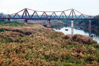 Mùa cỏ lau bên cây cầu trăm tuổi Long Biên