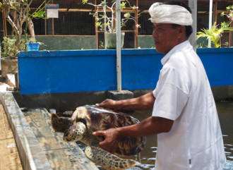 Người canh giữ thế giới rùa trên đảo Bali