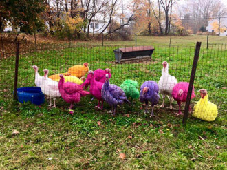 Trang trại gà tây 7 màu đón các dịp nghỉ lễ ở Mỹ