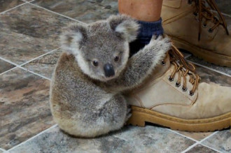 Gấu koala leo lên chân du khách vì tưởng là thân cây